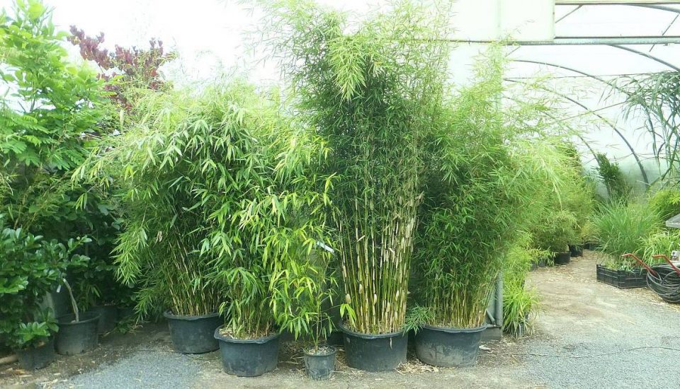 Fargesia Robusta Campbell mit silbrig weißen Halmscheiden Fargesia Robusta Campbell mit silbrig weißen Halmscheiden. Bambus-Baumschule Darmstadt. Spezialgärtnerei Ulrich Willumeit. Baumschule Darmstadt Eberstadt