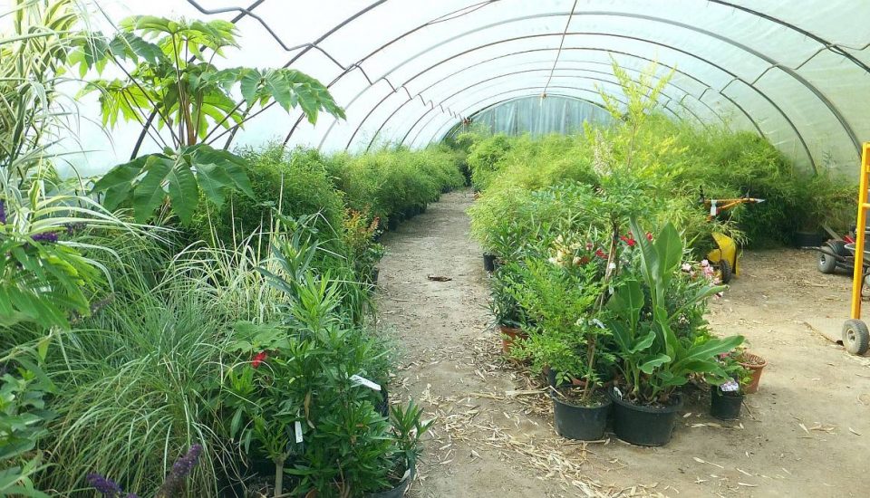 Einsicht in eines unserer Bambusbaum Gewächshäuser Einsicht in eines unserer Bambusbaum Gewächshäuser. Bambus-Baumschule Darmstadt. Spezialgärtnerei Ulrich Willumeit. Baumschule Darmstadt Eberstadt