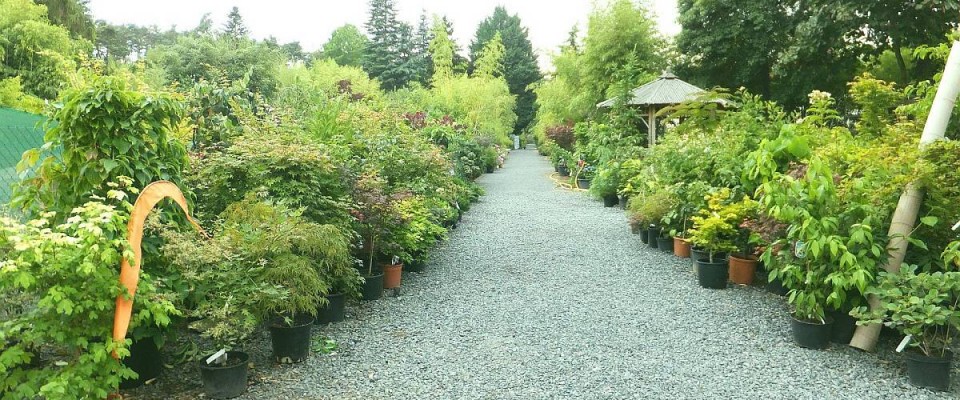 Unser Hauptweg in die Bambus-Baumschule ULRICH Willumeit Unser Hauptweg in die Bambus-Baumschule. Bambus-Baumschule Darmstadt. Spezialgärtnerei Ulrich Willumeit. Baumschule Darmstadt Eberstadt